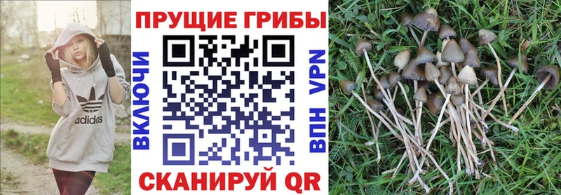 Псилоцибиновые грибы Magic Shrooms mega онион Красавино сколько стоит